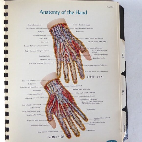VINTAGE 1956 ATLAS OF NORMAL ANATOMY ILLUSTRATED SPIRAL BOUND ODDITY - Picture 8 of 11
